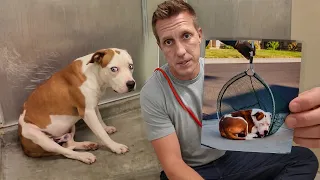 He Escaped Animal Control...Until Neighbors Stepped In