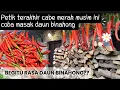 Download Lagu Petik semua cabe merah untuk bikin sambel  kapan - kapan || Masak daun binahong pertama kali