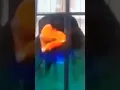 masteran kejam murai batu