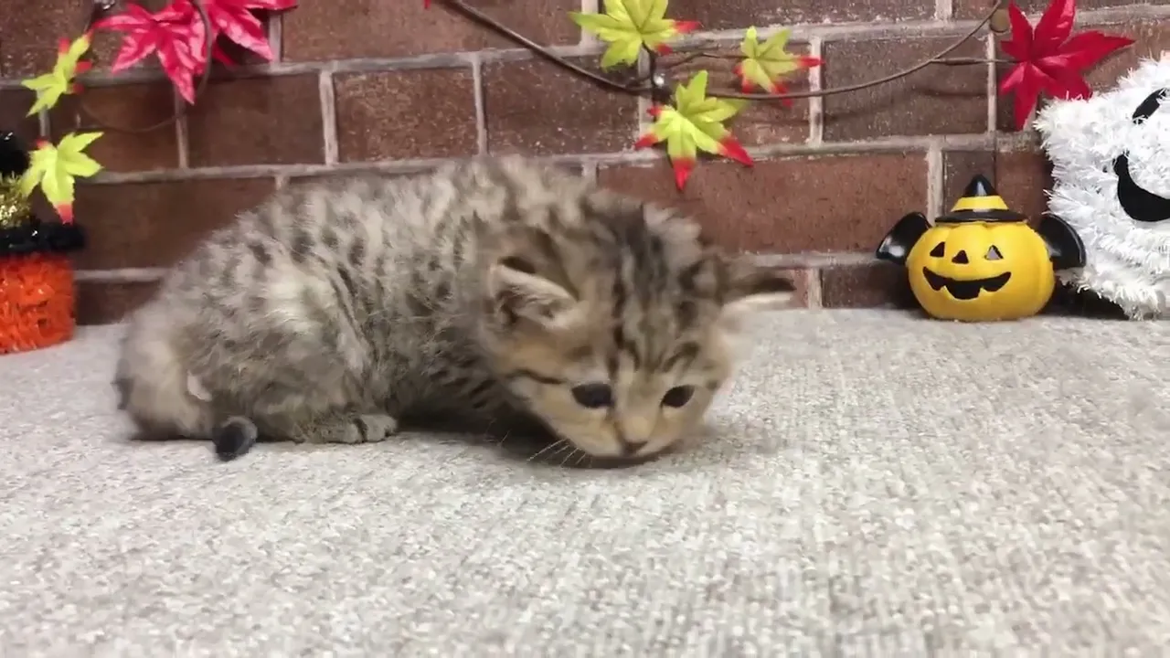 動画