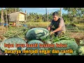 Download Lagu HUJAN TURUN BASAHI TANAMAN KEBUN|| AURANYA MENJADI SEGAR DAN CANTIK