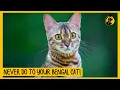 10 Things You Must Never Do to Your Bengal Cat