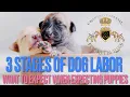 Stages of Dog Labor Delivery Puppy Birth How are Puppies Born Learn Canine Pregnancy Pregnant Dogs