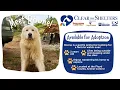 Clear the Shelters Boone