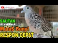Download Lagu PERKUTUT LOKAL GACOR SUARA PALING DISUKAI PERKUTUT LAWAN DIJAMIN NYAUT