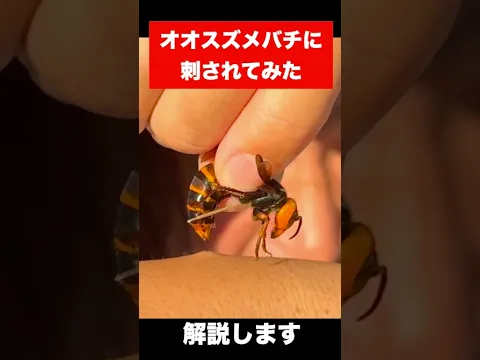 オオスズメバチに刺されるとこうなる
