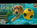Lagu 24/7 Dog TV 🎶 Anxiety Relief for Dogs While You're Away | Calming Music \u0026 All-Day Videos for Dogs