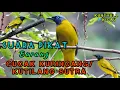 Download Lagu Audio Pikat burung cucak kurincang|kutilang sutera.