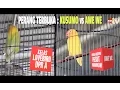 Download Lagu PRESIDEN CUP : Perang Terbuka Kelas Lovebird A - KUSUMO Vs AWE WE