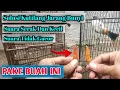 Download Lagu Makanan Burung KUTILANG Agar Cepat GACOR !! Dan Cara Pemberiannya