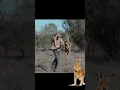 Download Lagu Kangaroo Chasing a man in Australia #kangaroo