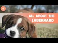 St Bernard Lab Mix Labernard Everything You Need To Know