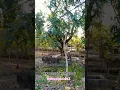 Download Lagu SUASANA PEDESAAN DI KWARASAN NGLIPAR GUNUNGKIDUL YOGYAKARTA INDONESIA