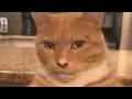 Download Lagu Cat Mewing (Lookmaxxing)