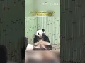 Download Lagu Two panda cubs caught in a bamboo battle