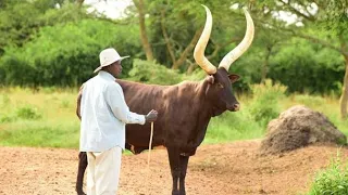 meet president musevenis best friend ankole long horned cattle