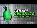 Download Lagu TERAPI CUCAK IJO GACOR MEWAH COCOK UNTUK PANCINGAN MENAIKKAN EMOSI BIRAHI IJO LAWAN AGAR CEPAT NYAUT