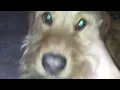 Mi perro tiene la barba de MESI