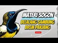 Download Lagu MASTERAN SOGON‼️ MATERI BELALANG SAMBUNG BREM PANJANG!! #sogon #sogongacor #sogokontong