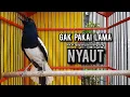 Download Lagu SUARA BURUNG kacer gacor NGEPLONG TARUNG ini paling AMPUH buat PANCINGAN KACER agar EMOSI