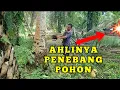 Lagu CARA MENEBANG POHON  KELAPA YANG BENAR@TANAMANUNGGULAN