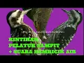 Download Lagu Rintihan burung pelatuk sampit bagus untuk guru vokal