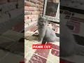Download Lagu kucing takut suara kucing #animals #cat #shorts