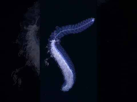 Siphonophore — the grizzly bear of squishy things