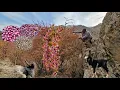 Lagu Het geheim van het nomadische leven in Iran: het oogsten van wilde eiken, berberis en meidoorn in d