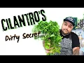 How To Clean And Cut Cilantro Like A Pro