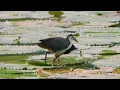 Download Lagu White-Breasted Waterhen Chick Snatches Food from its Mom