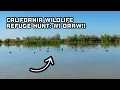 California Wildlife Refuge Hunt DRAW