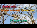 Download Lagu Suara asli burung kutilang dan cipoh di alam liar