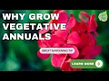 Ask the Experts about Vegetative Annuals for Your Garden