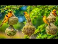 Download Lagu Ontdek de verborgen wonderen van wilde vogels in een lentewonderland – de best bewaarde geheimen van