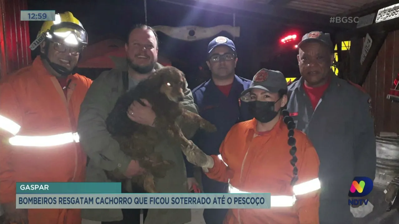 Bombeiros resgatam cachorro que ficou soterrado até o pescoço