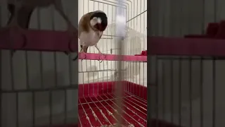 الخلوي الشلفي تنس 