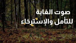 صوت الغابة أجواء رائعة للإسترخاء بدون موسيقى 