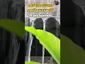 Download Lagu Rainy day Beautiful Relaxing Music Stress Relief 🌼Soothing Music With Nature Sound \u0026 Calm The Mind