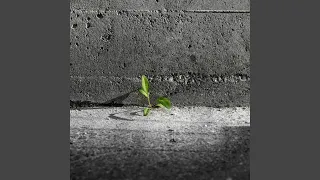 Followed By A New Beginning