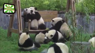 لقطات مضحكة دب الباندا 