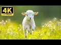 Lagu Enchanting Animal World in 4K – Scenic Nature Film With Relaxing Music