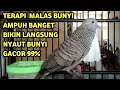 Perkutut Lokal Gacor Suara Super Kristal - Pancingan Malas Bunyi  (99%AMPUH BANGET)
