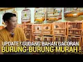 Download Lagu REVIEW TOP ! HARI INI HARGA LEBIH MURAH DI BURUNG GACORAN MURAI BATU PASAR BURUNG PRAMUKA 
