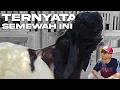 Download Lagu KAMBING INI SELALU BIKIN RESAH❗ TASANEE BERKAH FARM MALANG