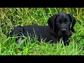 The COMPLETE guide to a new Great Dane puppy