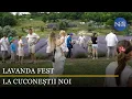 Download Lagu Lavanda Fest la Cuconeștii Noi: parfum, tradiții și voie bună în nordul Moldovei