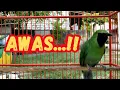 Download Lagu AWAS! JANGAN coba dekatkan CUCAK IJO anda dengan cucak ijo yang lagi EMOSI ini