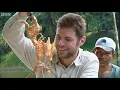 Red Bellied Piranha vs Chicken Face to face with the Monster Fish Colony