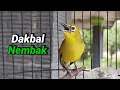 Download Lagu Pleci Dakbal Gacor Bongkar Isian